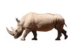 Rhinoceros