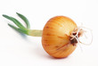 onions with sprouts on a white background