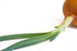 onions with sprouts on a white background