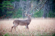 White-tailed deer buck rut behavior