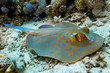 Bluespotted stingray Bluespotted stingray