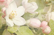 Closeup of apple blossoms in early spring Closeup of apple blossoms in early spring
