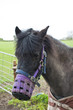 Horse with Muzzle Horse with Muzzle