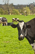 Cow chewing Grass Cow chewing Grass