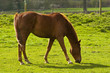 Horse Grazing in Field Horse Grazing in Field