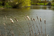 Bullrushes at the waters edges Bullrushes at the waters edges