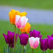 Tulipe x 6
