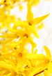 Yellow flowers