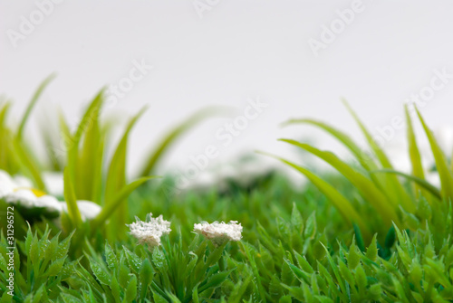 Foto: Wiese Wiese