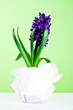 decorative hyacinth blossom decorative hyacinth blossom
