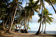 Caribbean Landscape