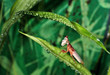 Orchideenmantis01