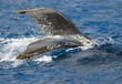 Humpback Whale Tail Splashing in Open Sea Humpback Whale Tail Splashing in Open Sea
