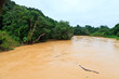 Brown river in the jungle Brown river in the jungle