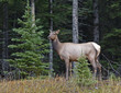 Elk female
