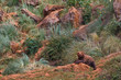 Brown bear