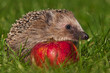 Igel