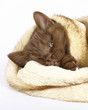 Brown kitten wrapped in fur. Brown kitten wrapped in fur.
