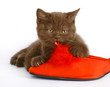 Kitten with red shoes. Kitten with red shoes.