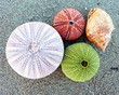 colorful sea urchins and shells on the beach