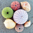 colorful sea urchins and shells on the beach