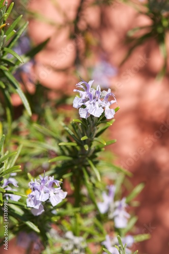 Photo: Rosmarino, pianta e fiore Rosmarino, pianta e fiore