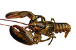 Un homard