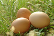 Eier im Gras