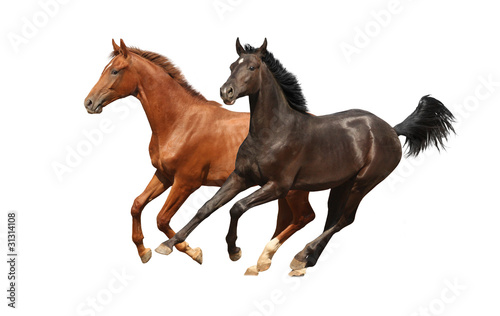Photo: Gallop horses isolated Gallop horses isolated
