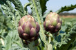 carciofi