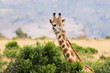 Giraffe and bush