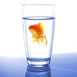 goldfish