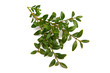 Boxwood