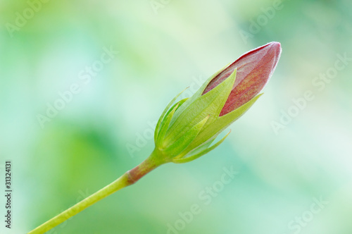 Photo: Hibiscus bud Hibiscus bud