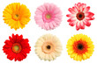 Bunte Deko Blumen