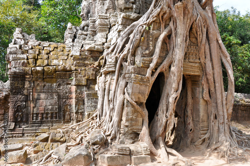 Photo: Jungle tree covering a temple in Angkor, Cambodia Jungle tree covering a temple in Angkor, Cambodia