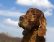 Senior irish setter portrait