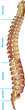 spine