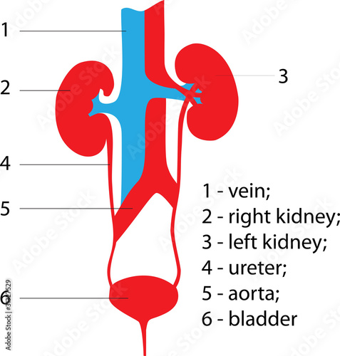 Vector: kidneys kidneys