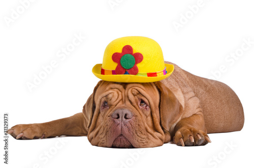 Photo: Dog wearing stylish yellow bowler (derby) hat Dog wearing stylish yellow bowler (derby) hat