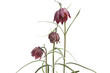 Photo: Fritillaria Meleagris on white Fritillaria Meleagris on white