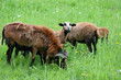 Schafe im Spreewald Schafe im Spreewald