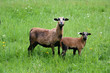 Schafe im Spreewald Schafe im Spreewald