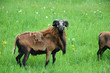 Schafe im Spreewald Schafe im Spreewald