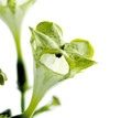 Foto: Leuchterblume Leuchterblume
