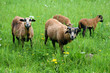 Schafe im Spreewald
