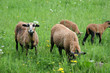 Schafe im Spreewald Schafe im Spreewald