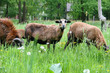 Schafe im Spreewald Schafe im Spreewald