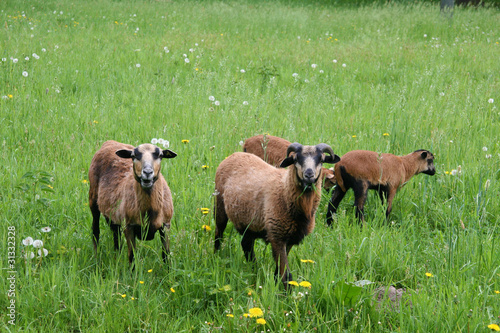 Foto: Schafe im Spreewald Schafe im Spreewald