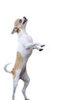 Chihuahua dog standing